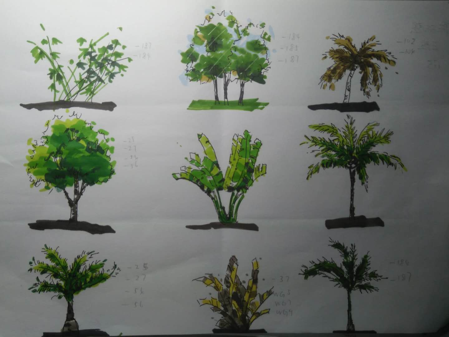 Marker works，Tropical plants，palmae，