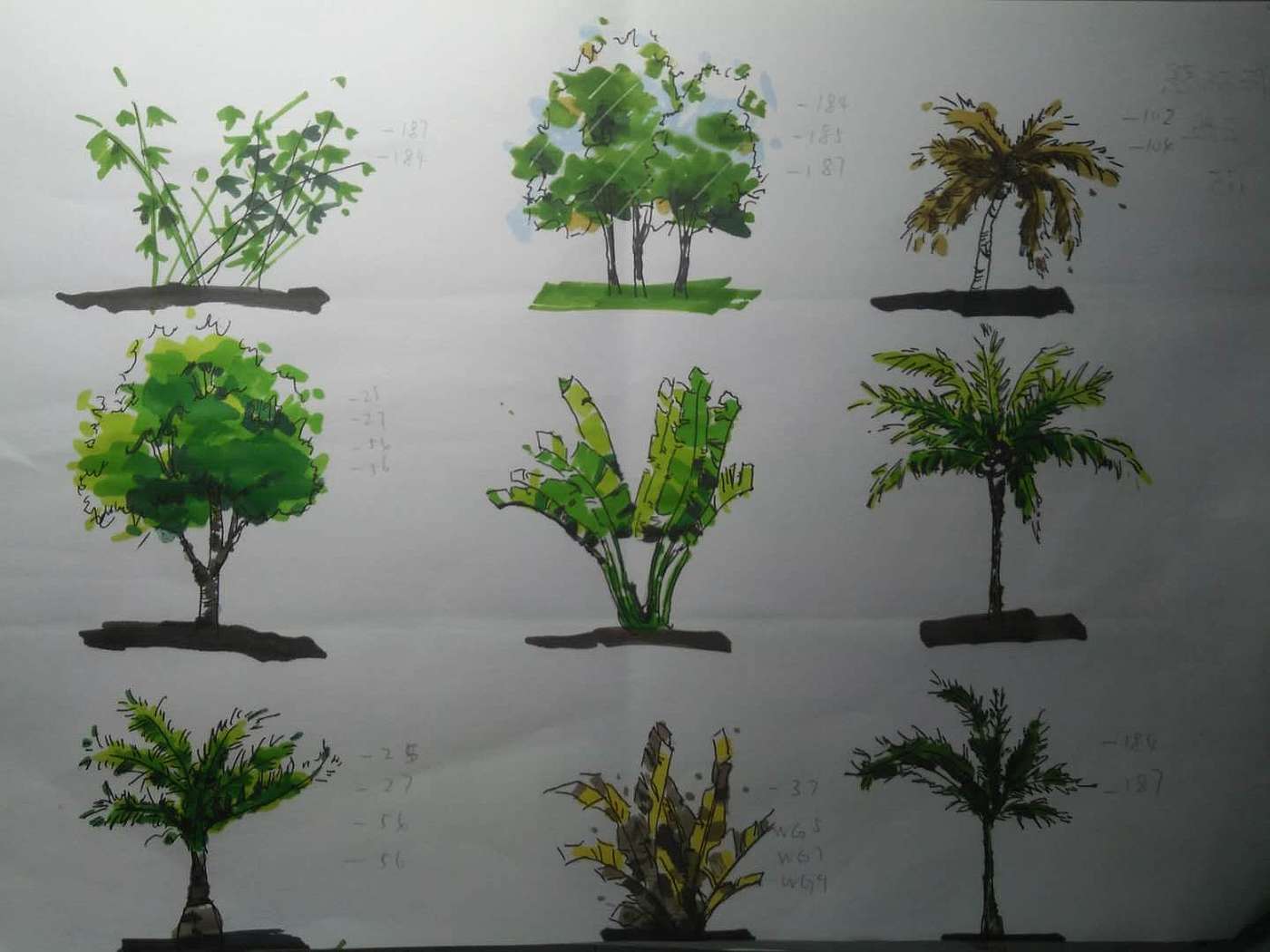 Marker works，Tropical plants，palmae，