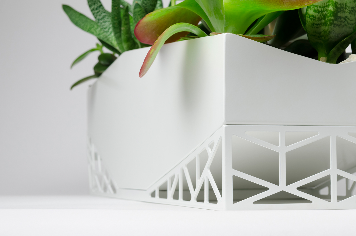 Flowerpot，Botany，Green plant，indoor，Hollowed out，