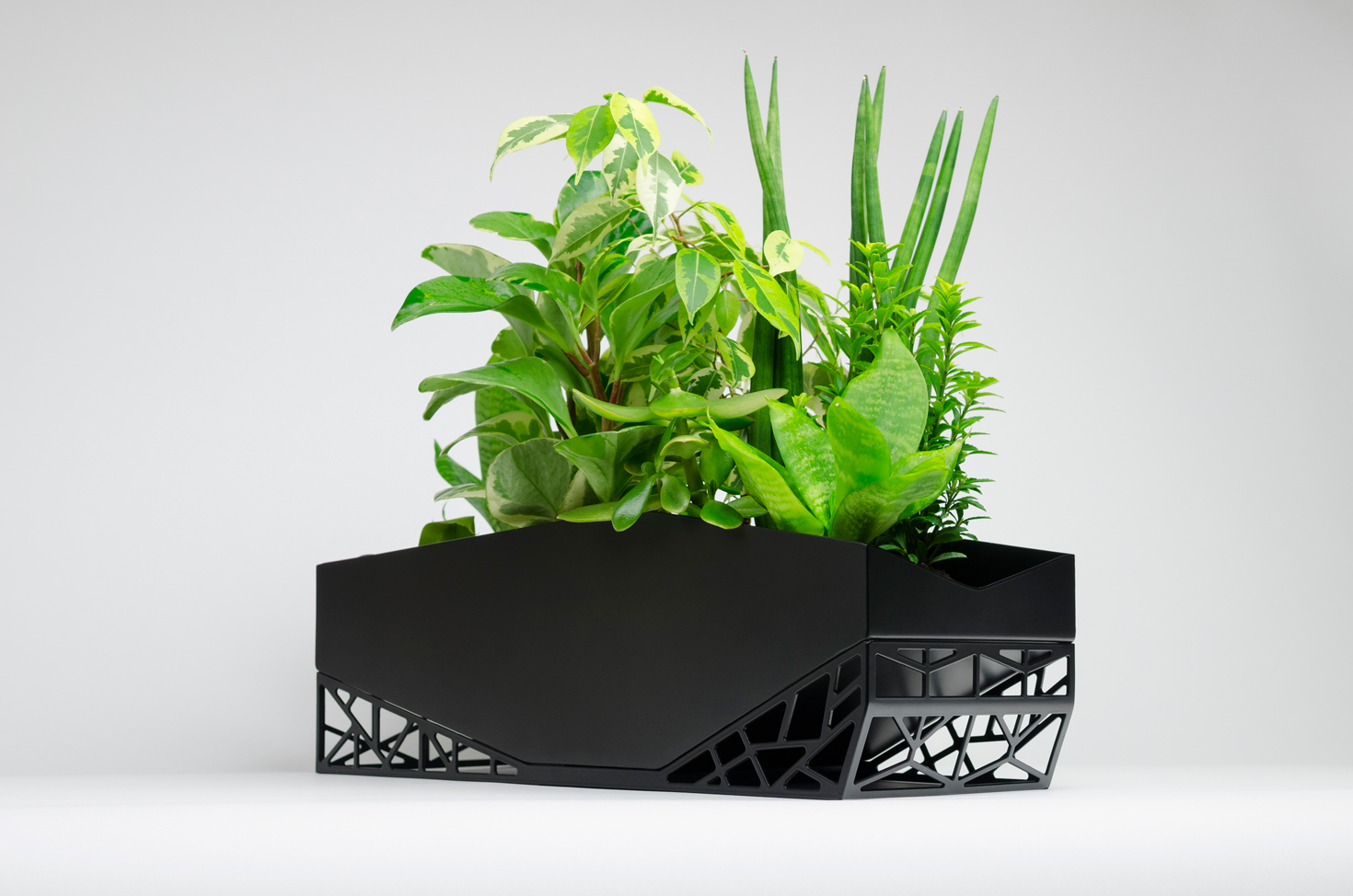 Flowerpot，Botany，Green plant，indoor，Hollowed out，