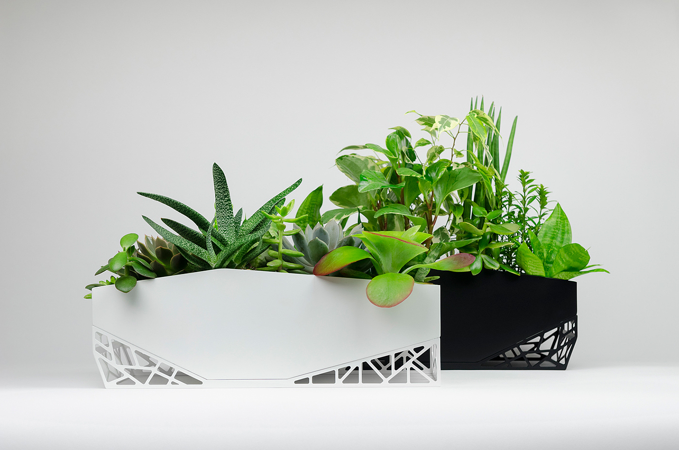 Flowerpot，Botany，Green plant，indoor，Hollowed out，