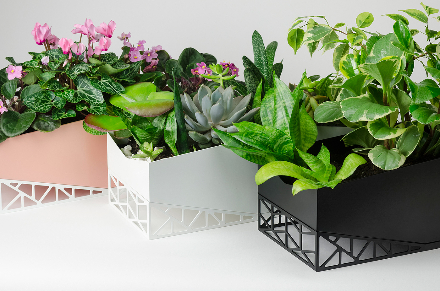 Flowerpot，Botany，Green plant，indoor，Hollowed out，
