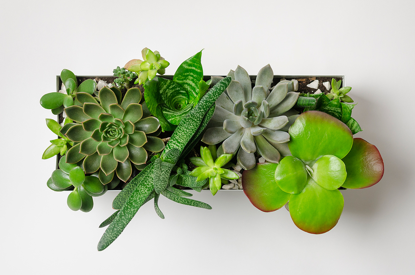 Flowerpot，Botany，Green plant，indoor，Hollowed out，