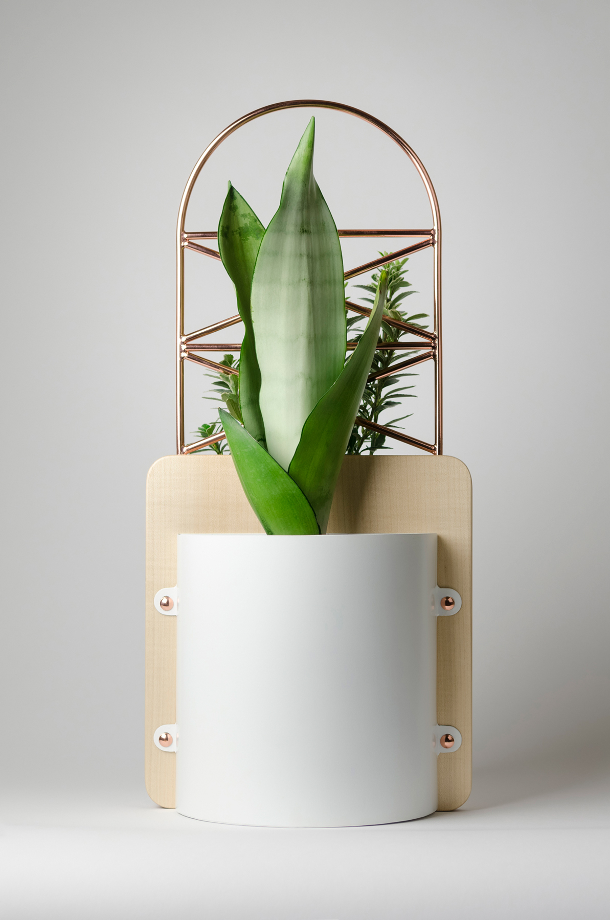 Flowerpot，Potted plants，Green plant，Botany，environment protection，