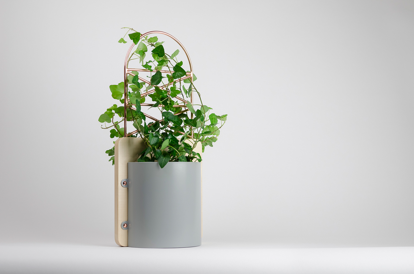 Flowerpot，Potted plants，Green plant，Botany，environment protection，