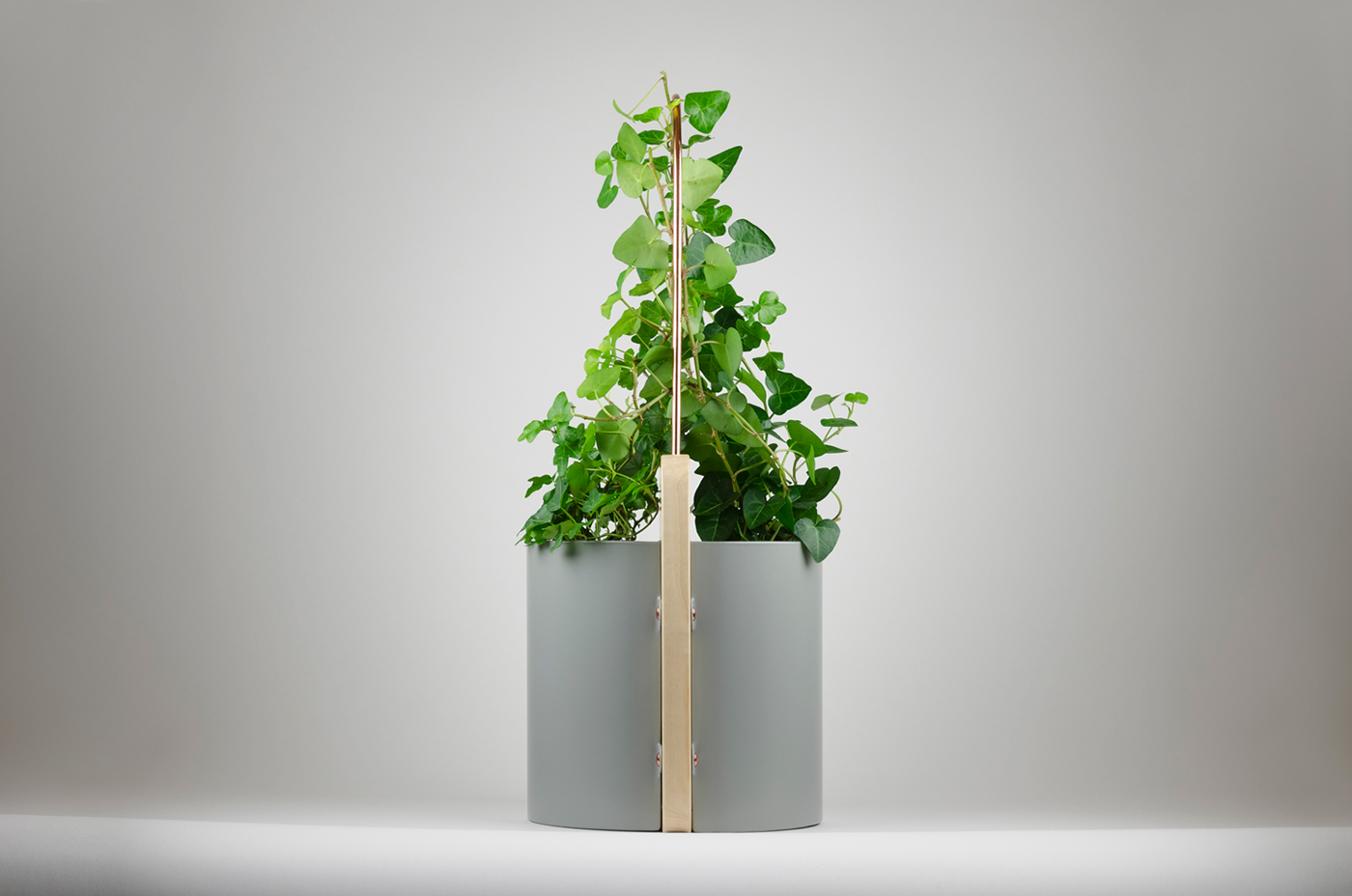 Flowerpot，Potted plants，Green plant，Botany，environment protection，