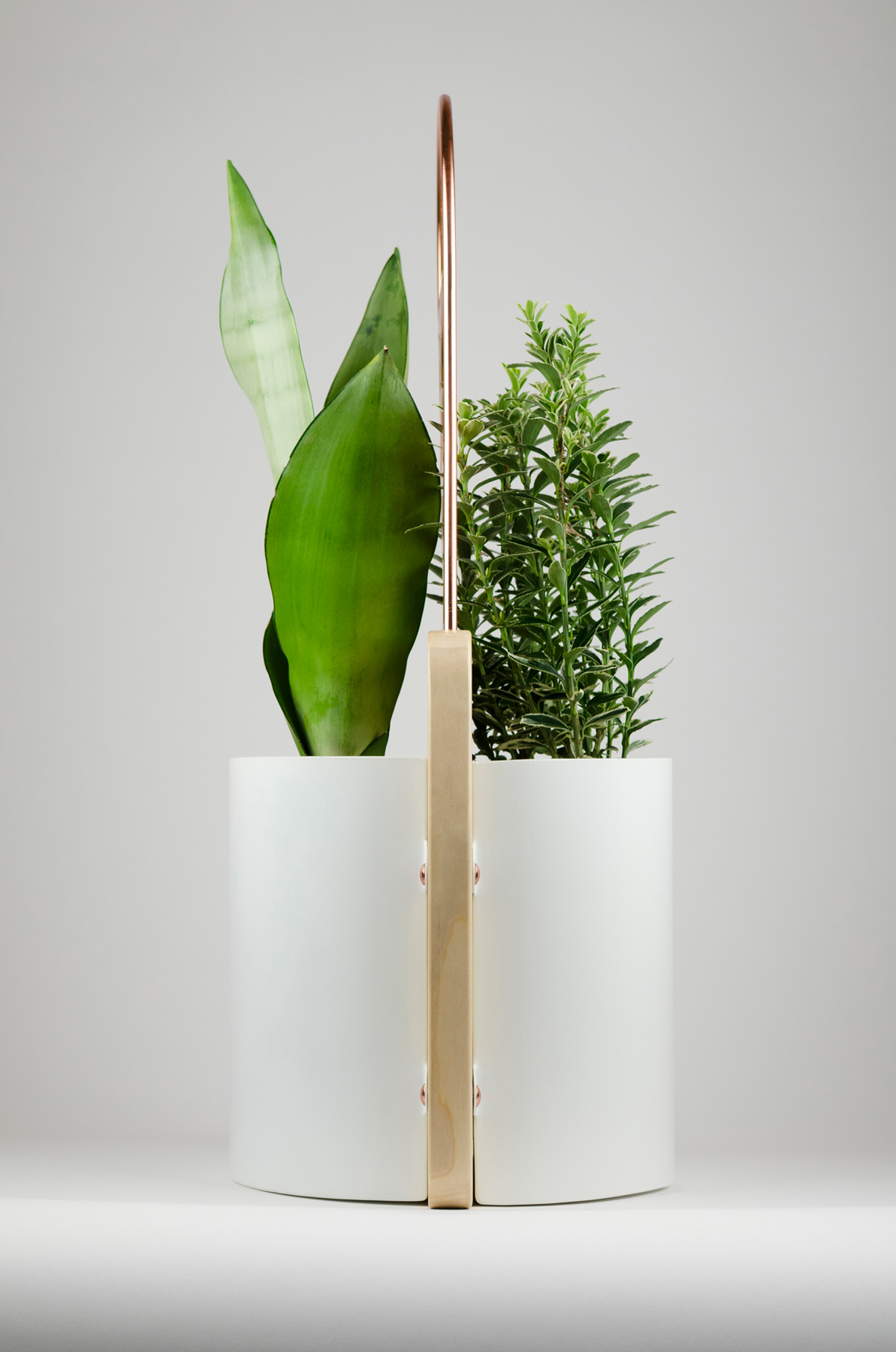 Flowerpot，Potted plants，Green plant，Botany，environment protection，