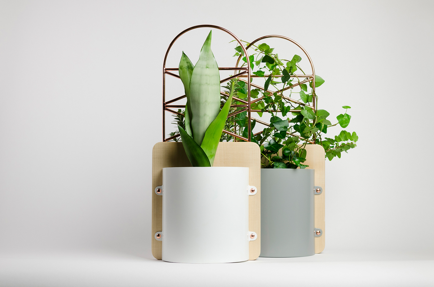 Flowerpot，Potted plants，Green plant，Botany，environment protection，