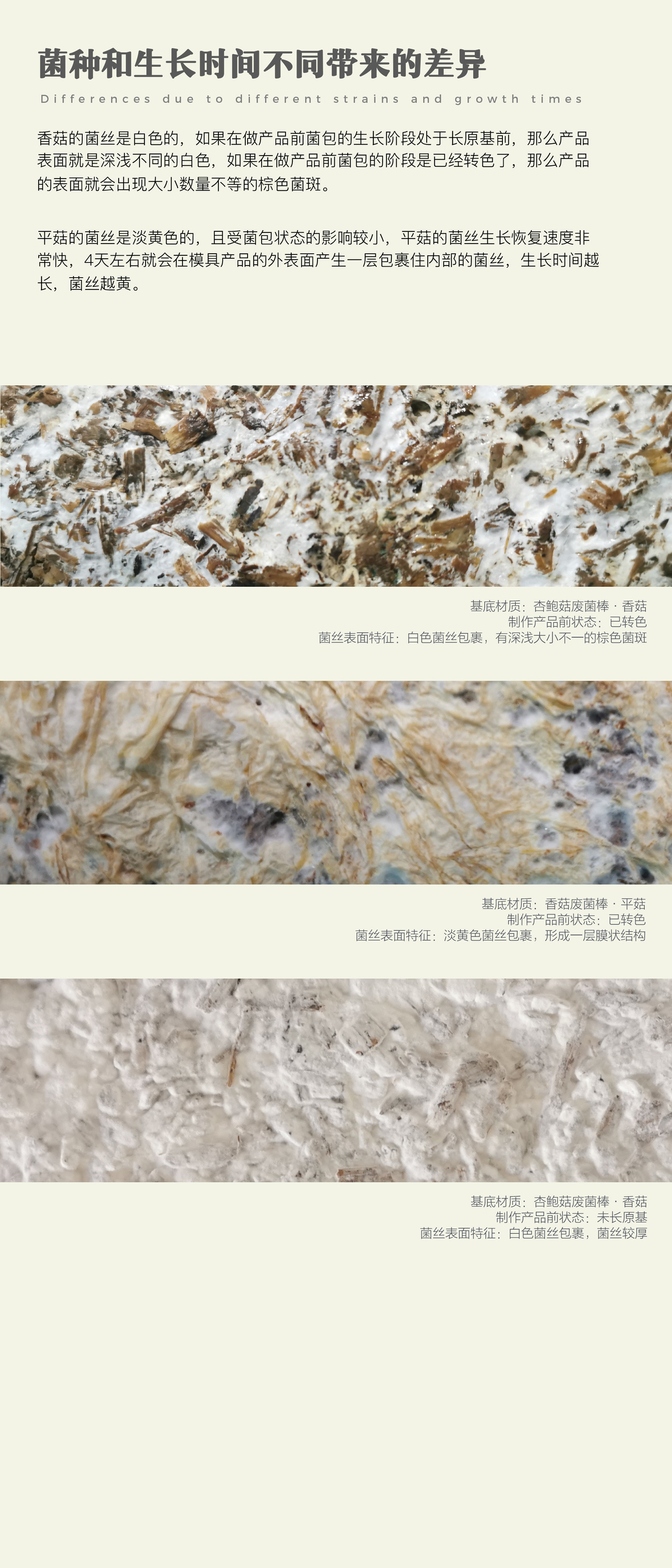 2021 undergraduate graduation design works，Graduation exhibition，School of Design, Hunan University ，edible fungi，Strain growth，