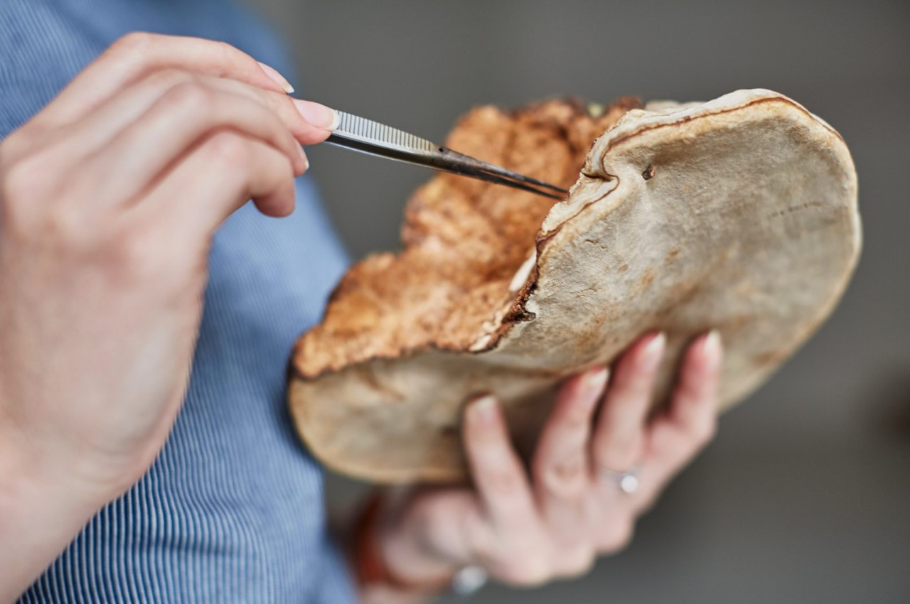 sustainable，Mushroom lamp，Funnel shape，