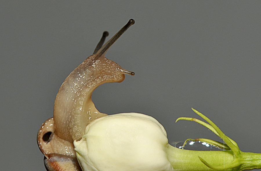 Sex toy，adult erotica products，vibrating spear，