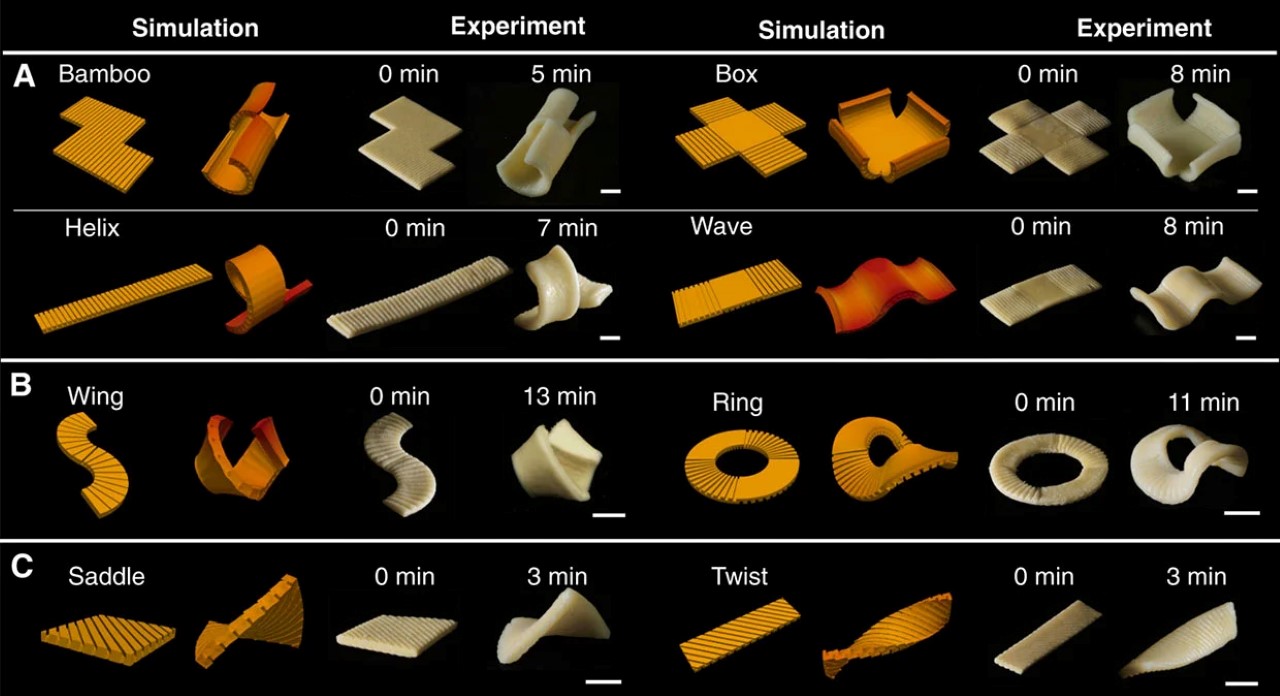 programming，pasta，deformation，