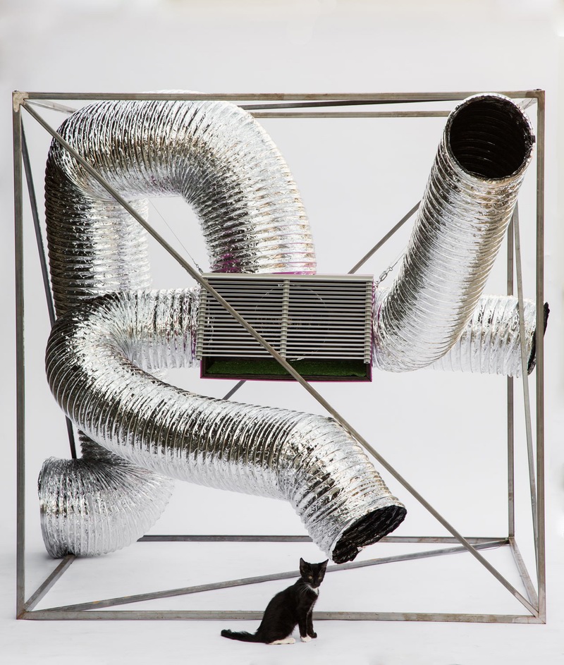 A stray cat，Small building，