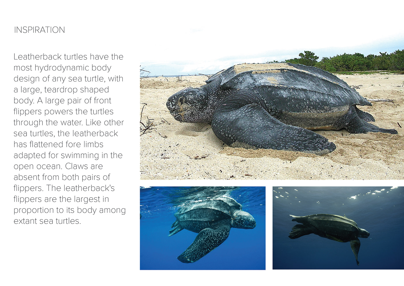 FORM STUDIES : Leatherback Sea Turtle - 普象网