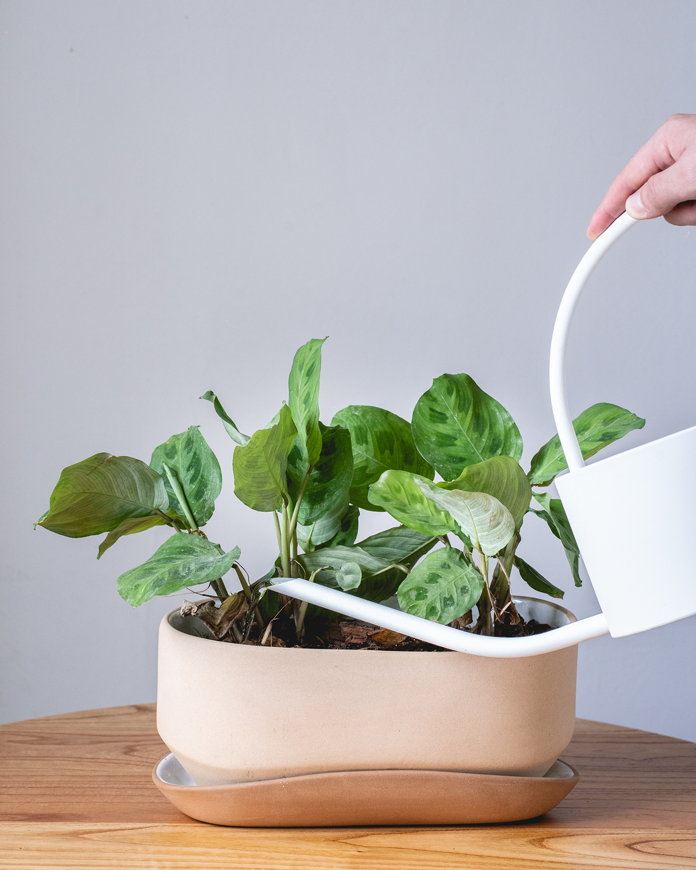 Ceramic flowerpot，Home Furnishing，decorate，