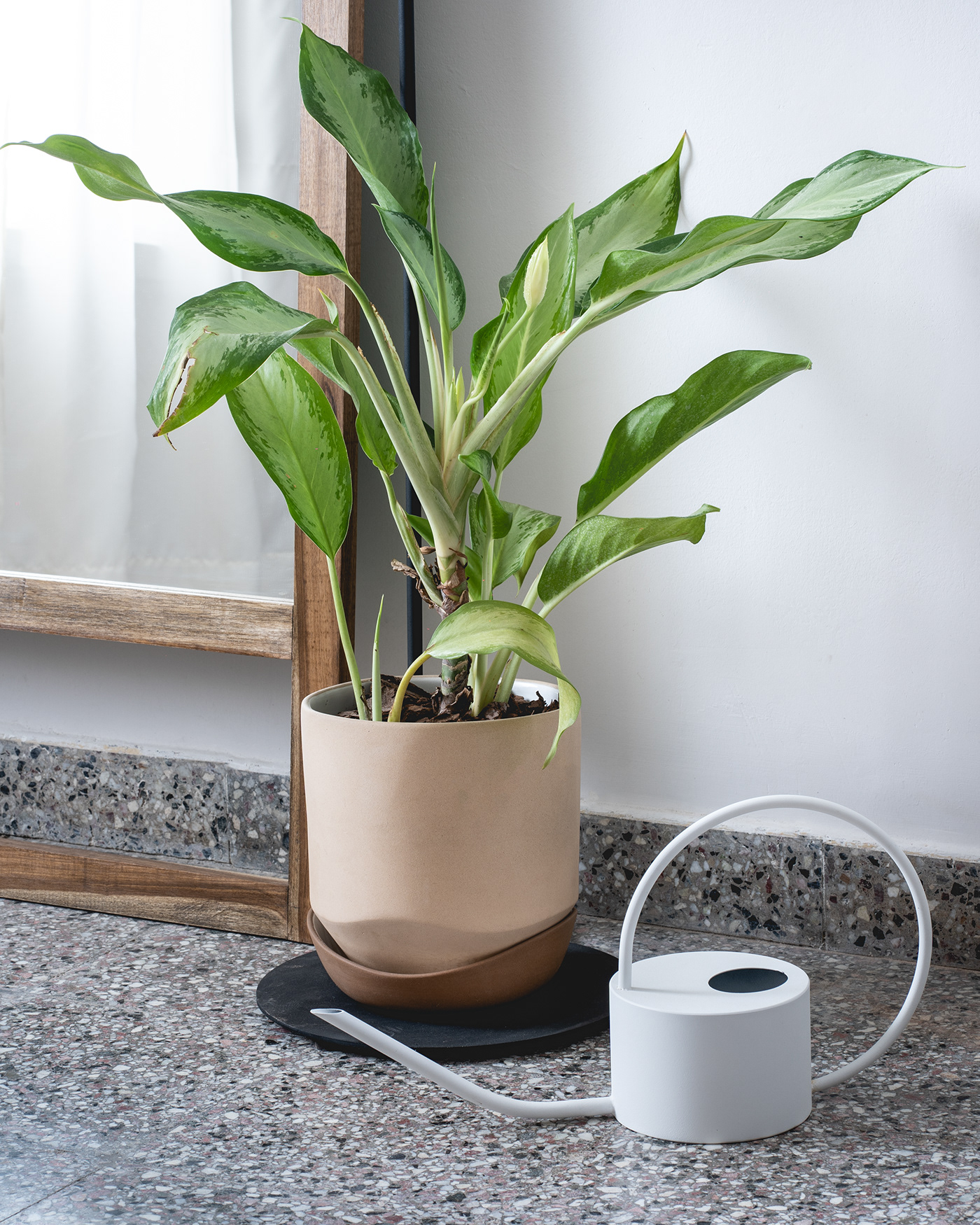 Ceramic flowerpot，Home Furnishing，decorate，