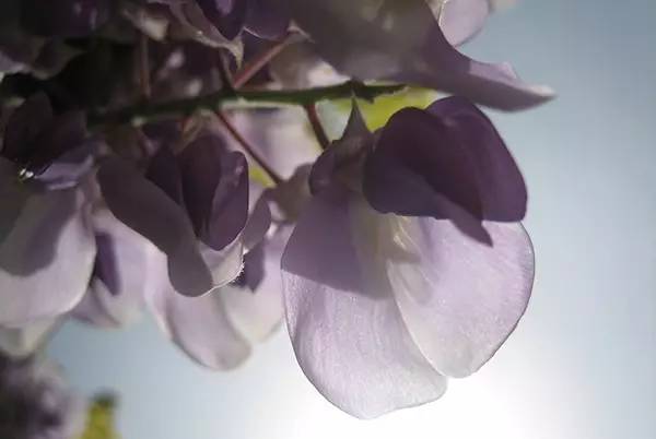 Apple，iphone，Beat Shot ，