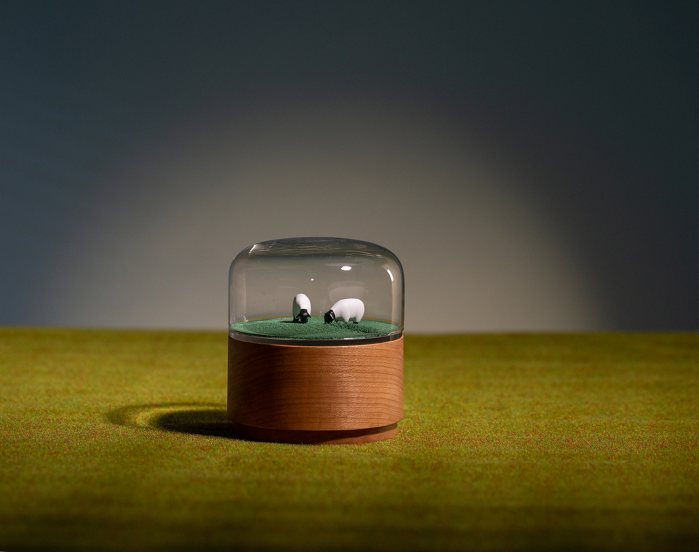 Music box，Space，ocean，Grassland，