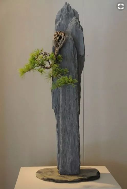 Potted plants，bonsai，Botany，Tree holding stone，