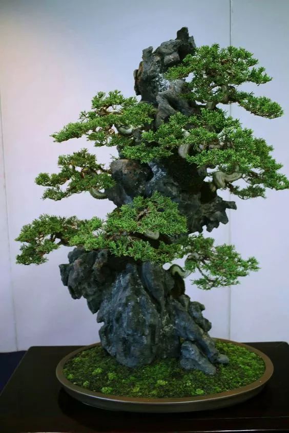 Potted plants，bonsai，Botany，Tree holding stone，