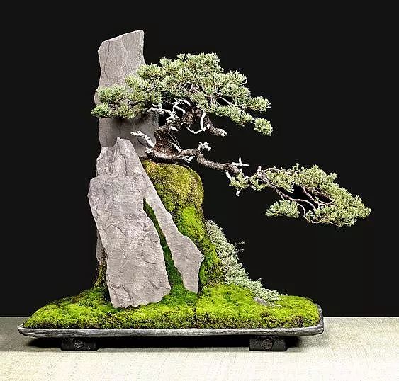 Potted plants，bonsai，Botany，Tree holding stone，