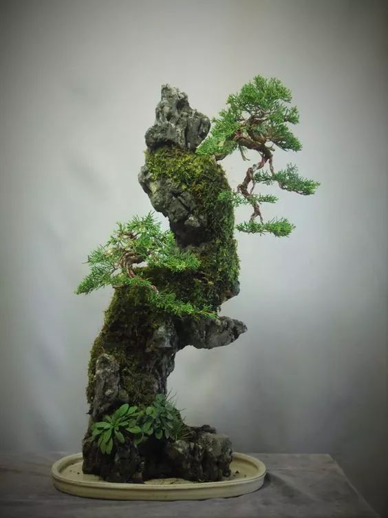 Potted plants，bonsai，Botany，Tree holding stone，