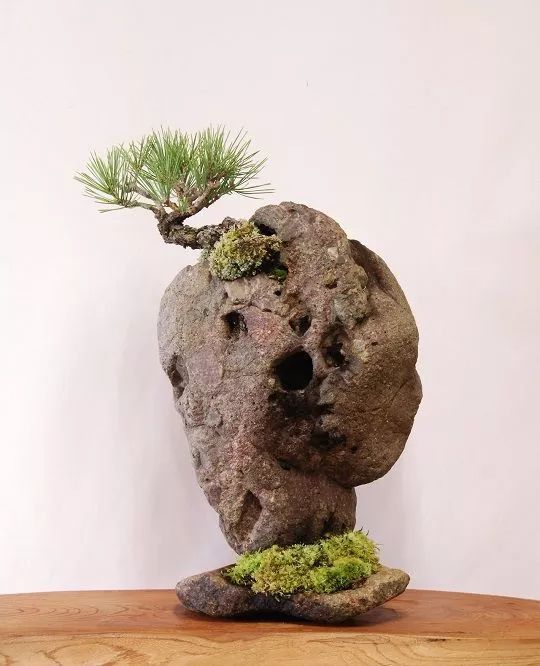 Potted plants，bonsai，Botany，Tree holding stone，