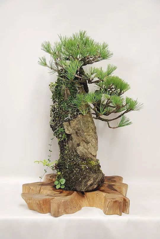 Potted plants，bonsai，Botany，Tree holding stone，