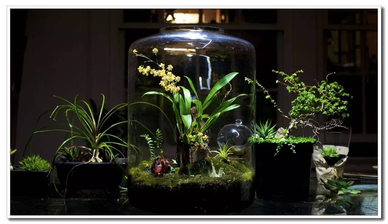 Potted plants，bonsai，Botany，Tree holding stone，