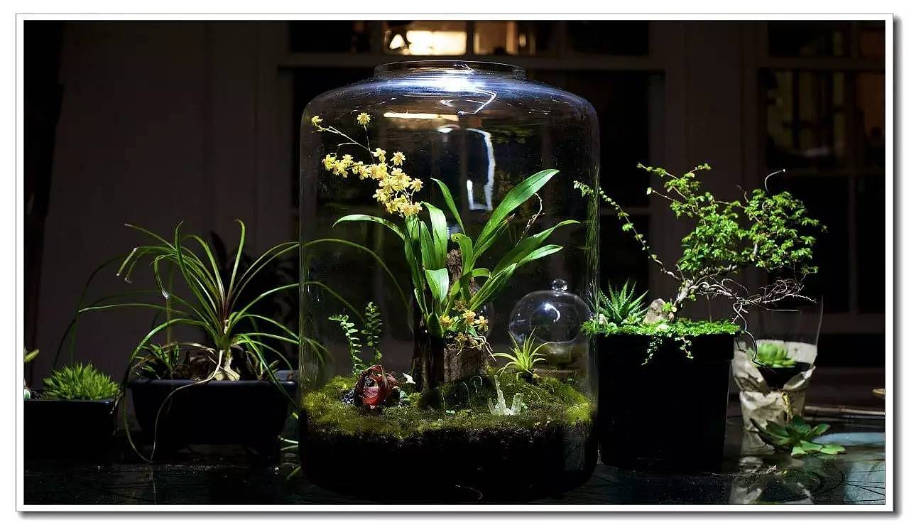 Potted plants，bonsai，Botany，Tree holding stone，