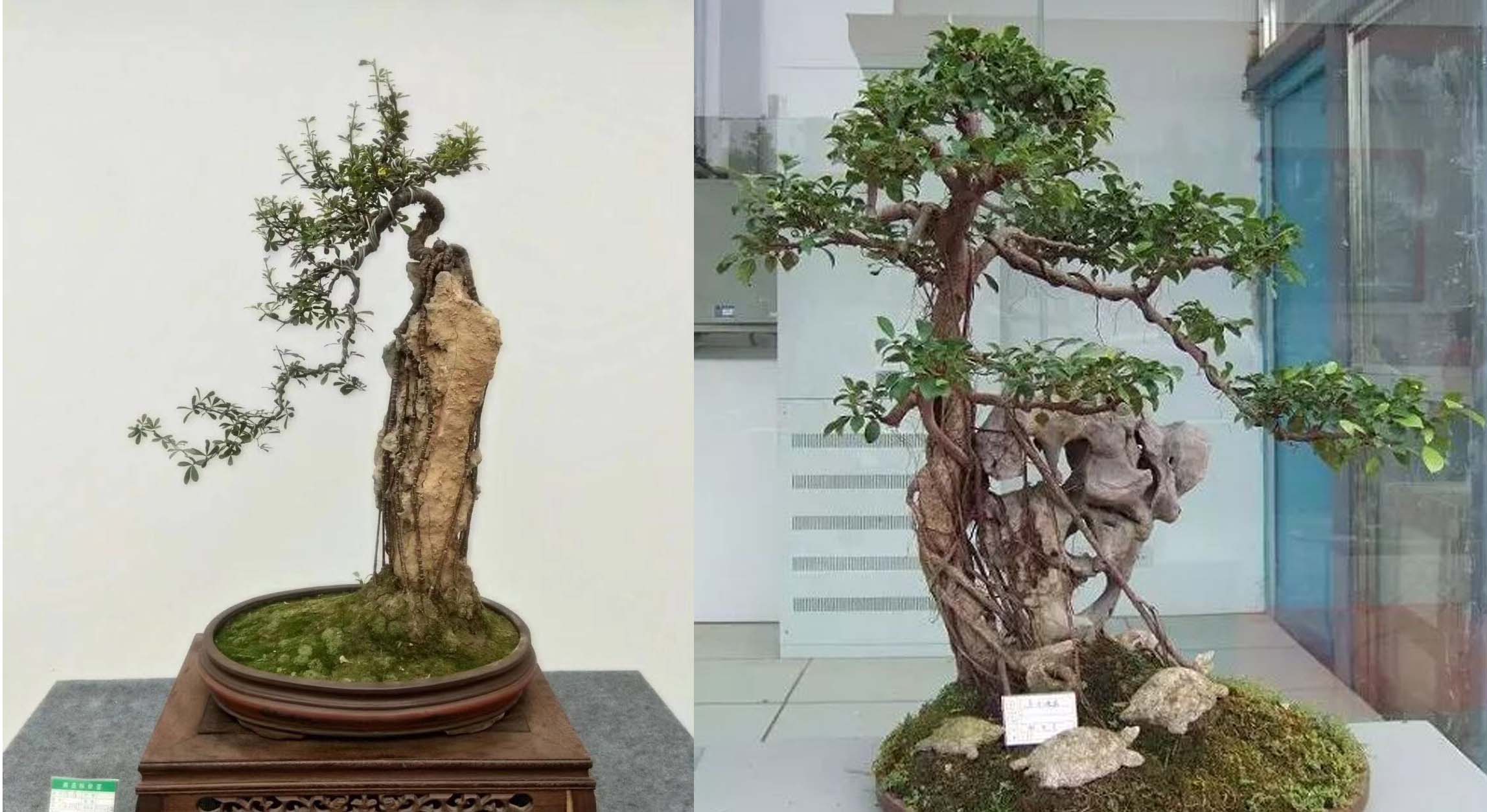 Potted plants，bonsai，Botany，Tree holding stone，