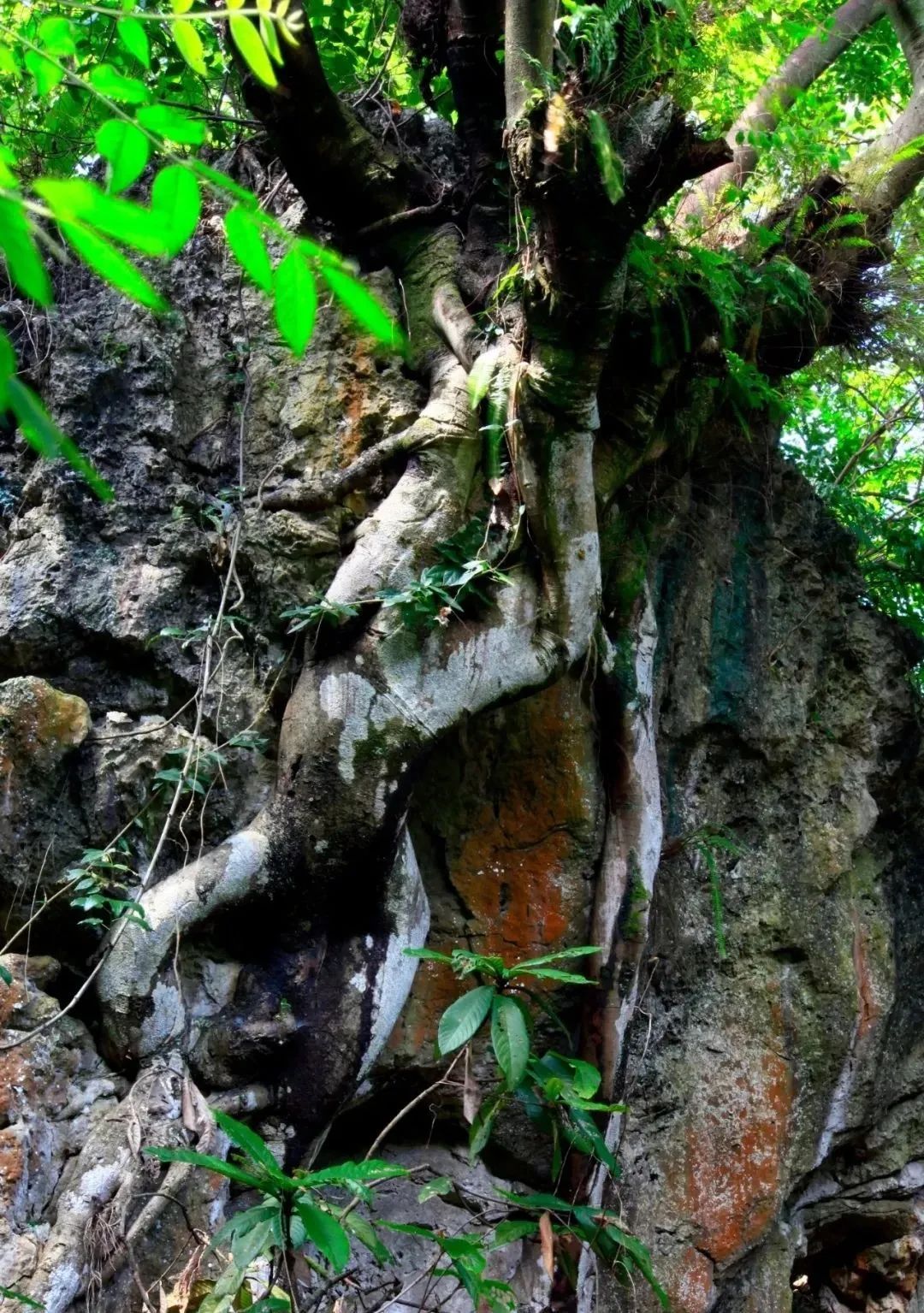 Potted plants，bonsai，Botany，Tree holding stone，