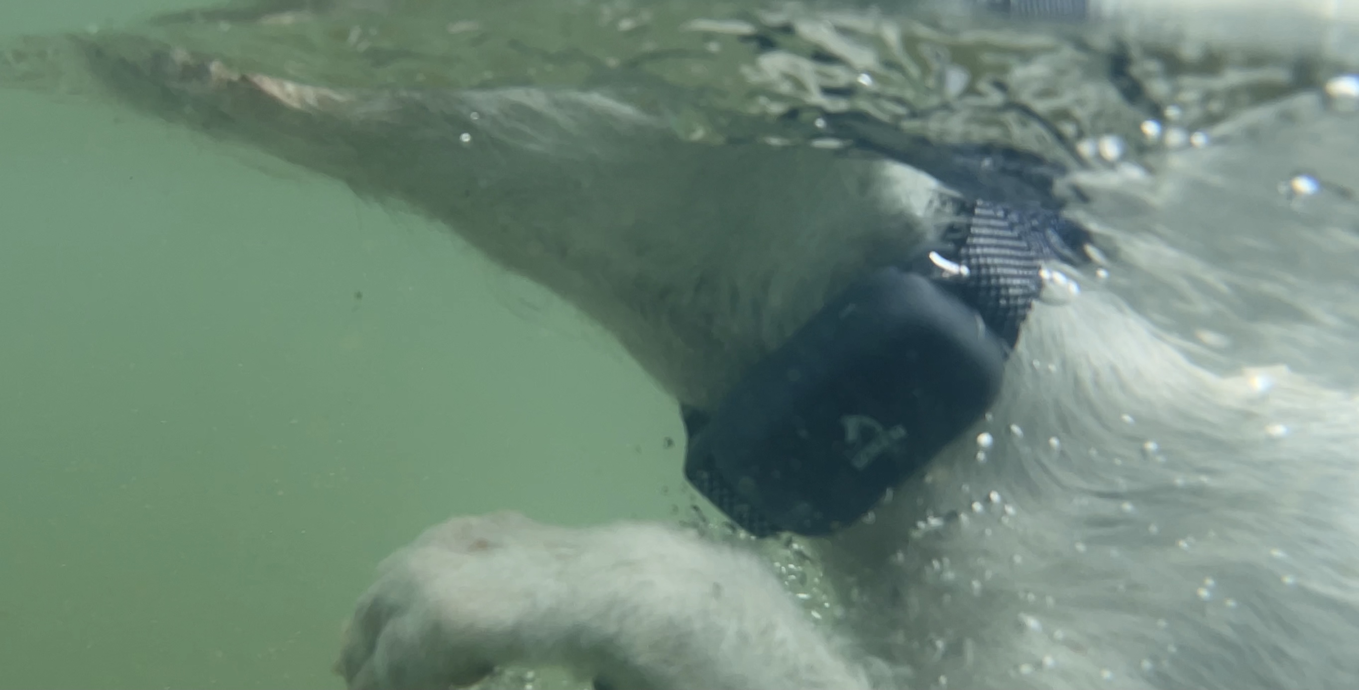 Dog trainer，Dog training collar，Electric shock collar，Pet Supplies & Pet，Original design，Original video，