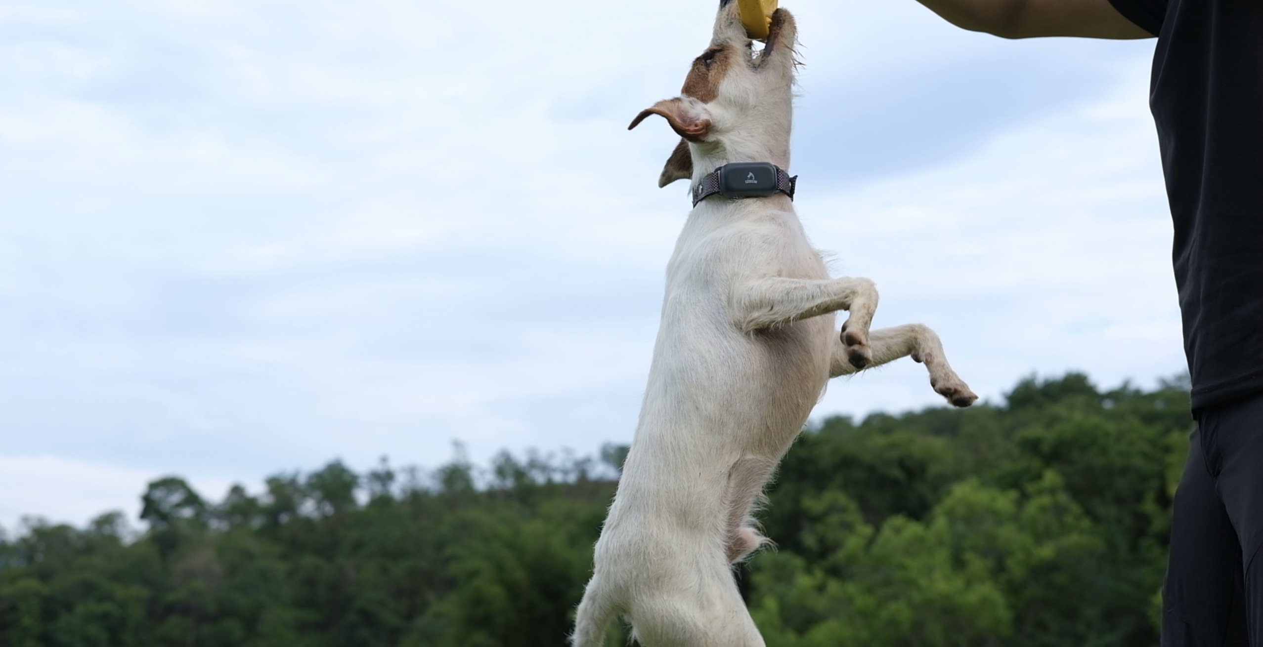 Dog trainer，Dog training collar，Electric shock collar，Pet Supplies & Pet，Original design，Original video，