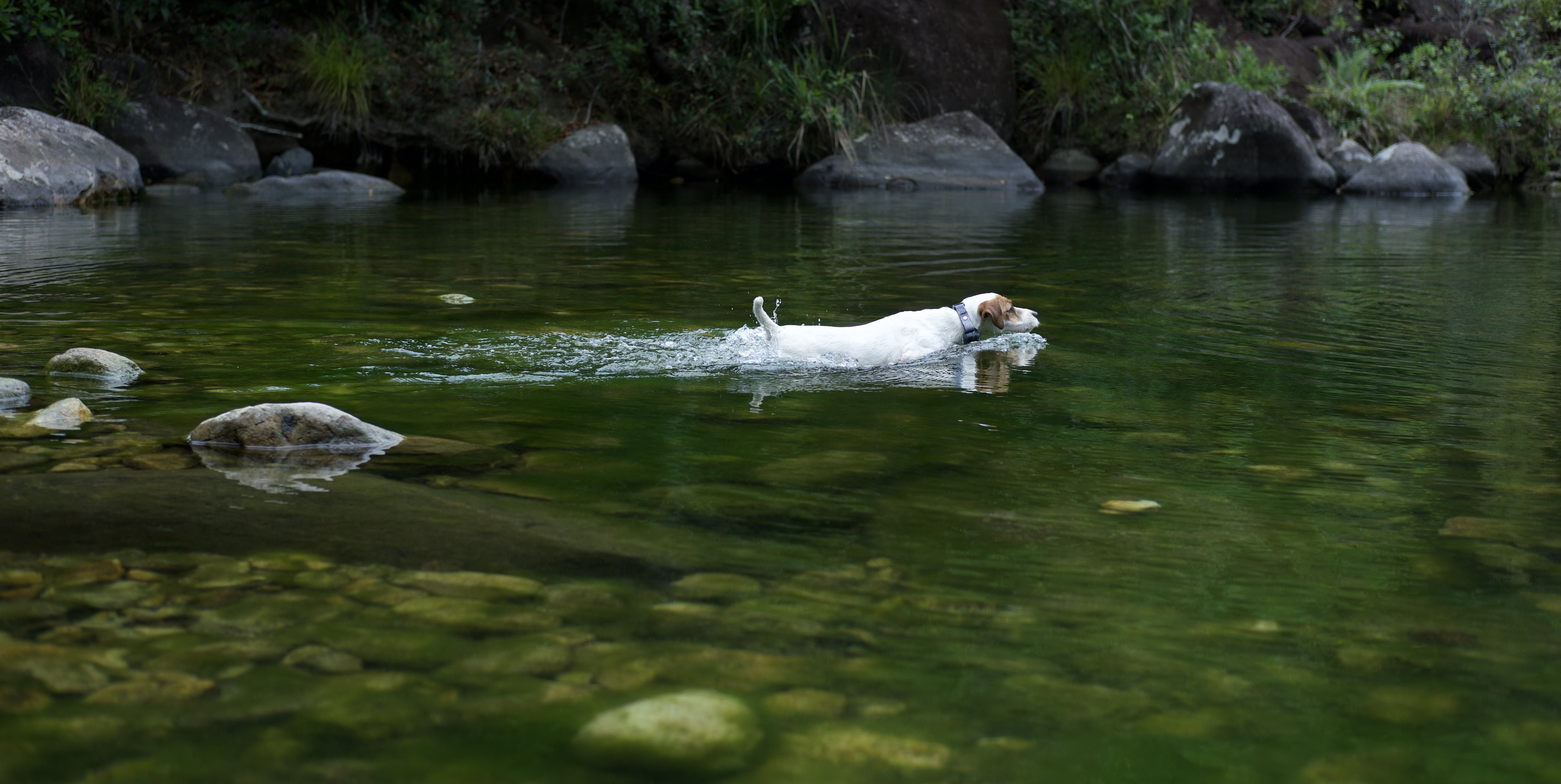 Dog trainer，Dog training collar，Electric shock collar，Pet Supplies & Pet，Original design，Original video，