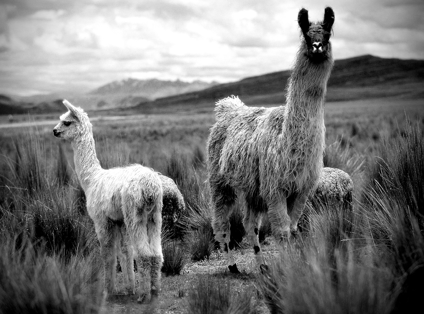 two thousand and thirteen，Latin America，Floor chair，