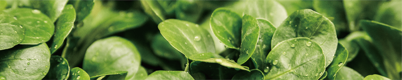 intelligence，Planting system，indoor，convenient，