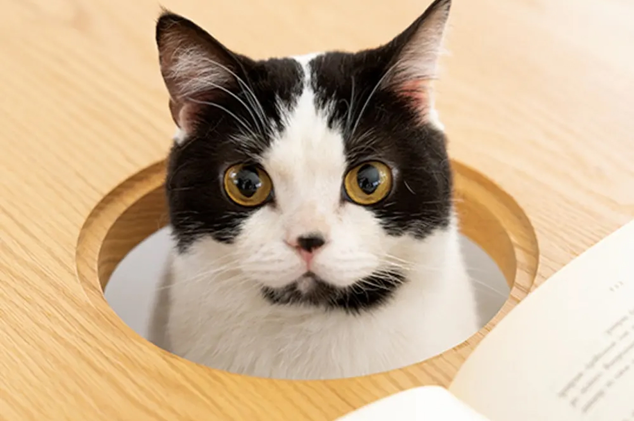 Tell us，Home design，Table，