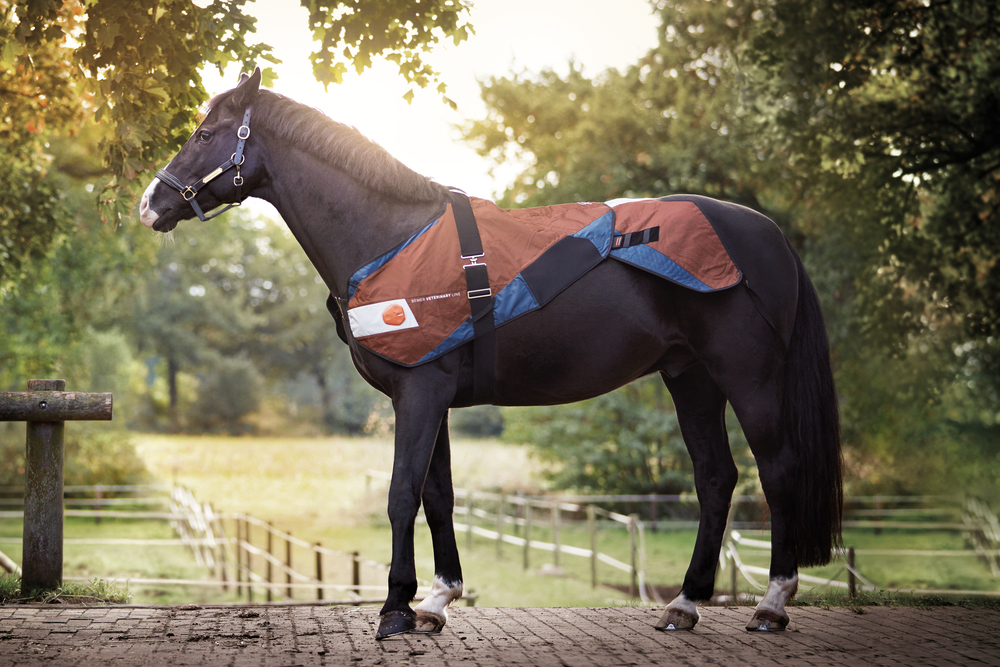 2017 red dot，BETTER VET，Horse protector，