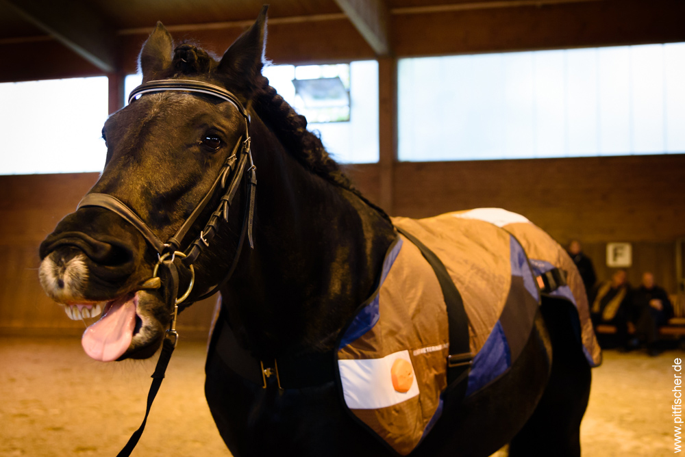 2017 red dot，BETTER VET，Horse protector，