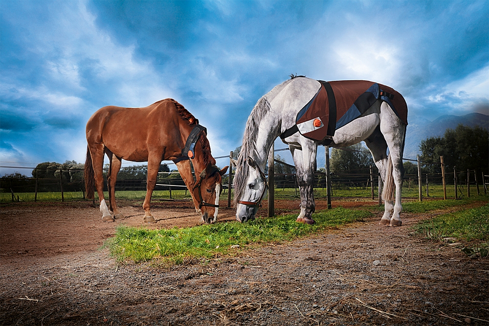 2017 red dot，BETTER VET，Horse protector，