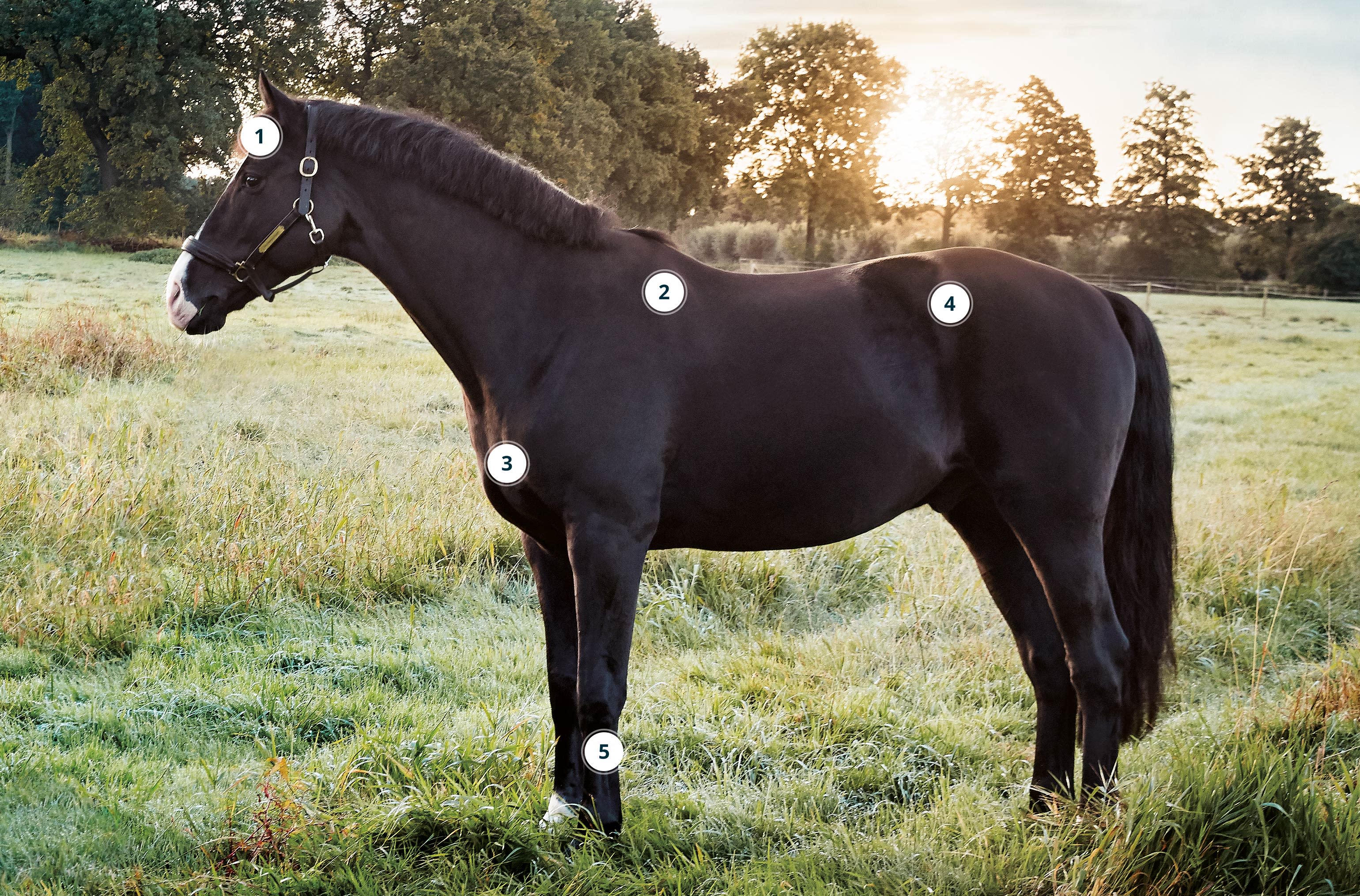 2017 red dot，BETTER VET，Horse protector，