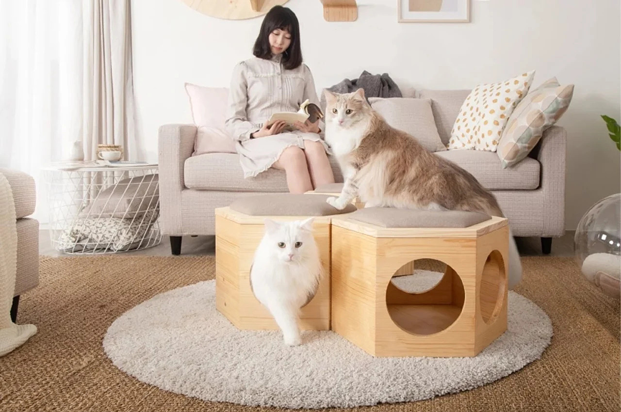 家具设计，猫椅，cat-chair，