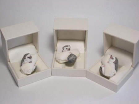 Ring，Toys，interest，