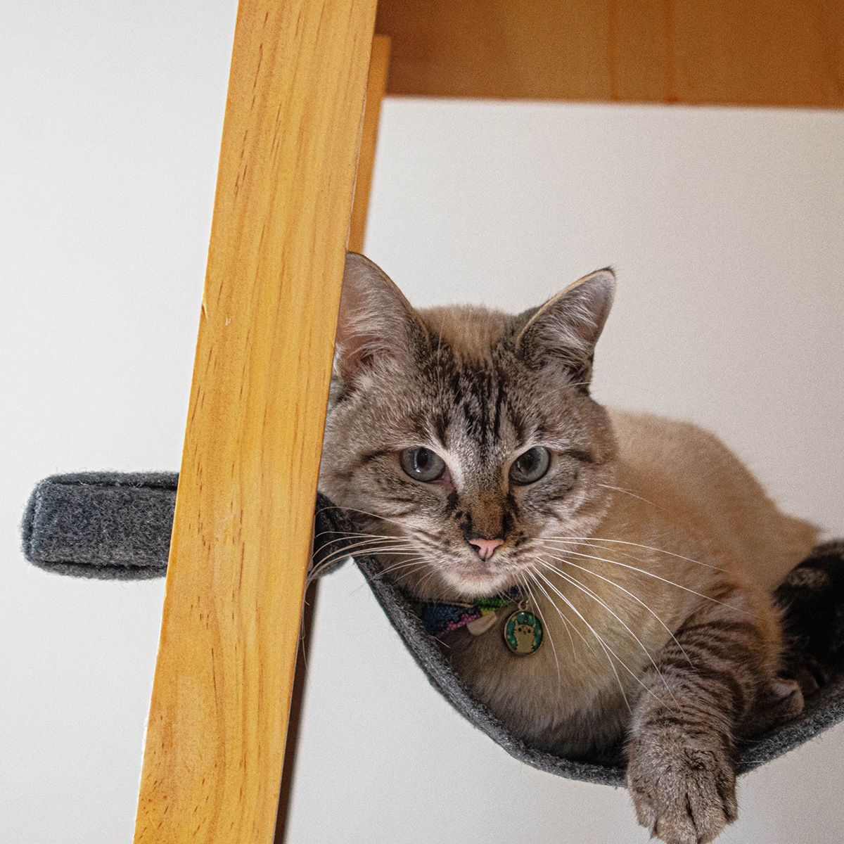 SIO，Cat nest，woodiness，