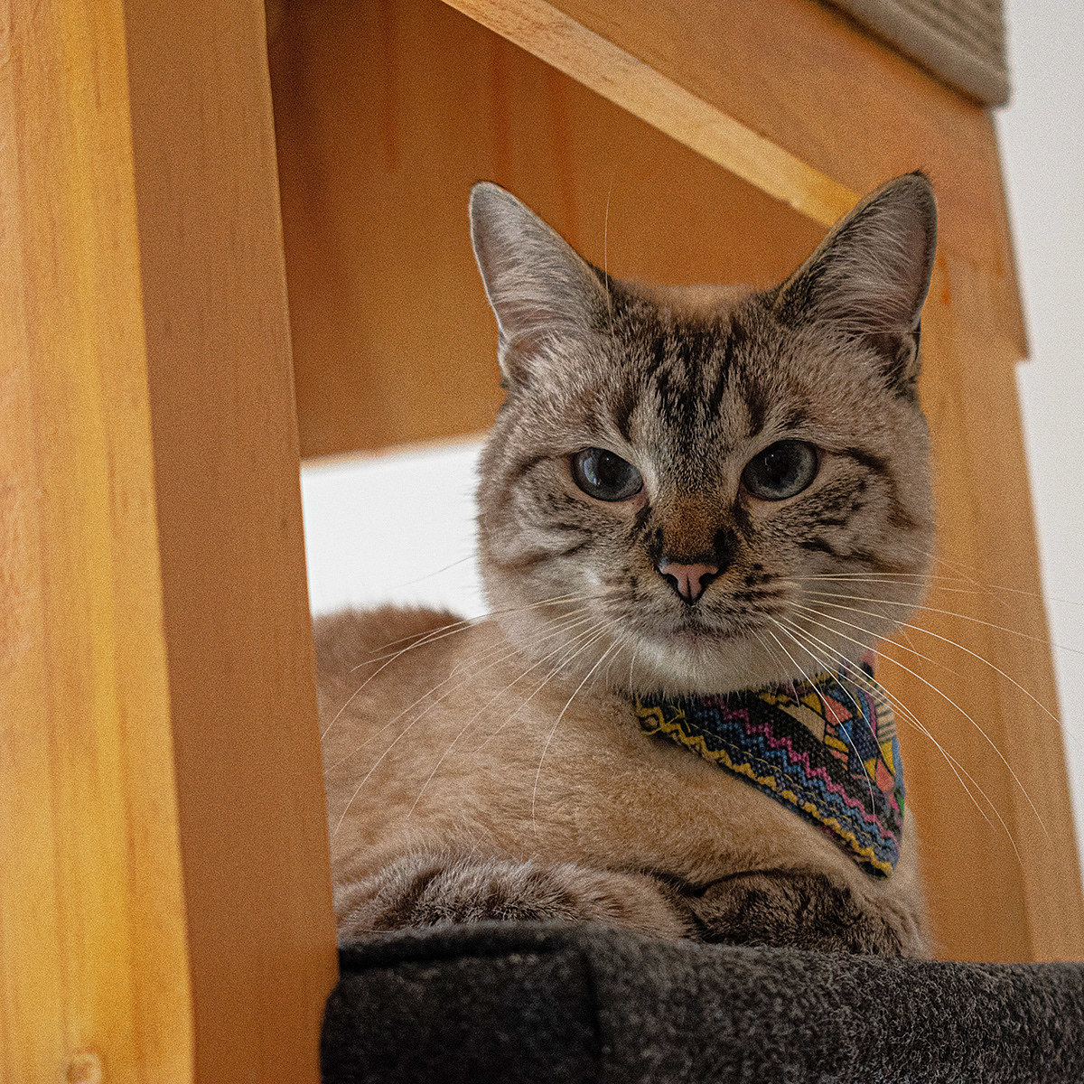 SIO，Cat nest，woodiness，