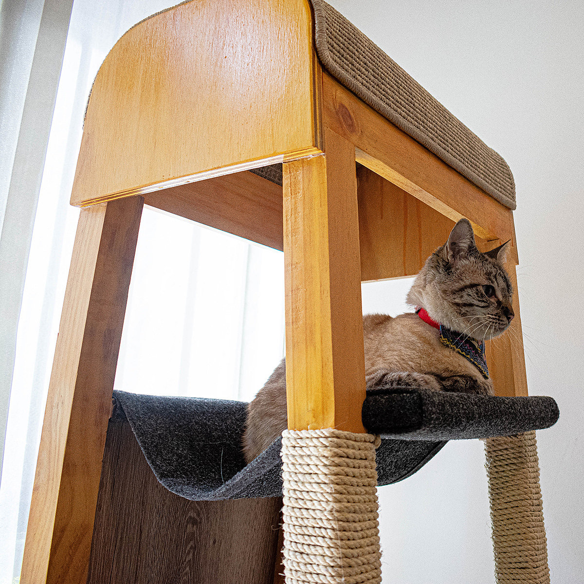 SIO，Cat nest，woodiness，