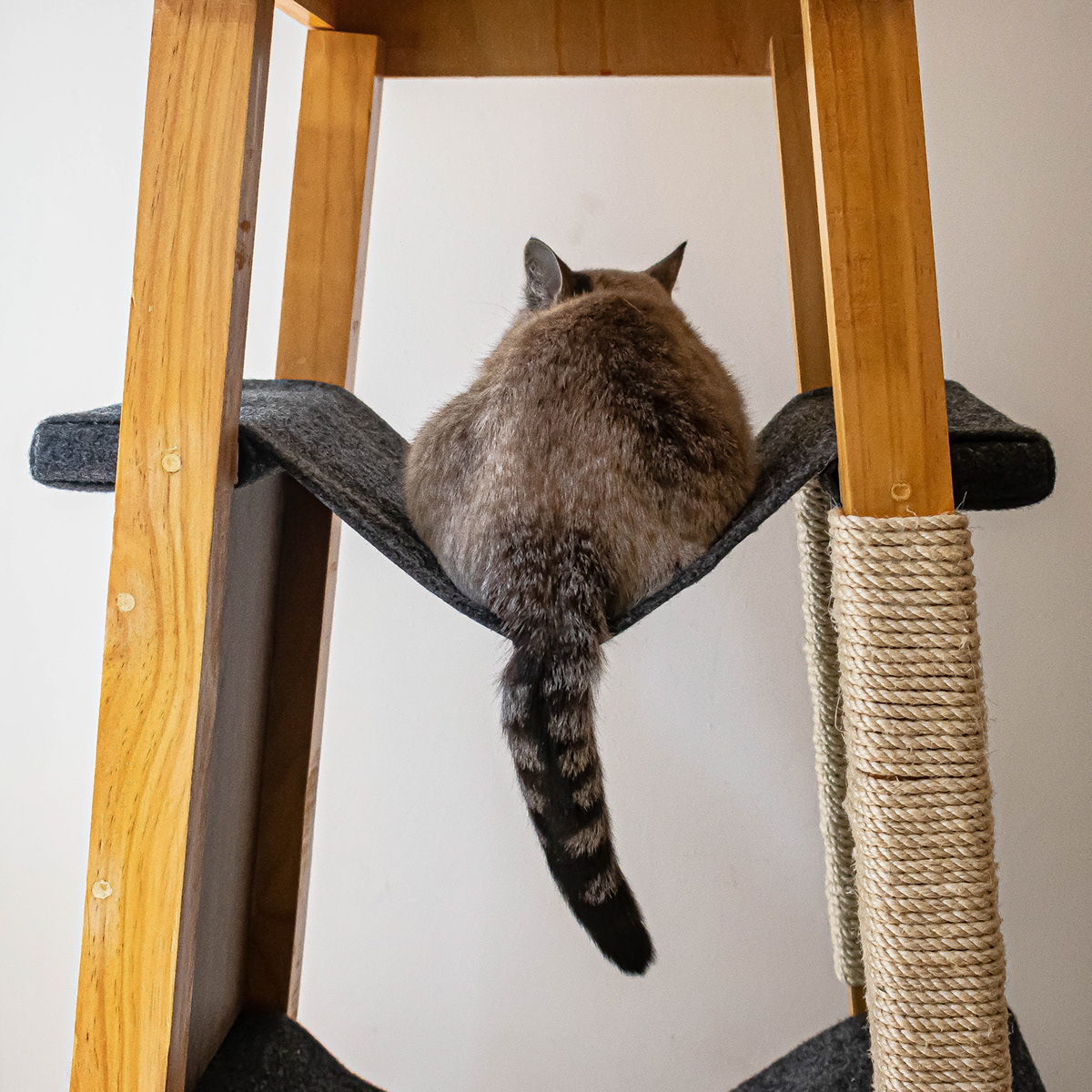 SIO，Cat nest，woodiness，