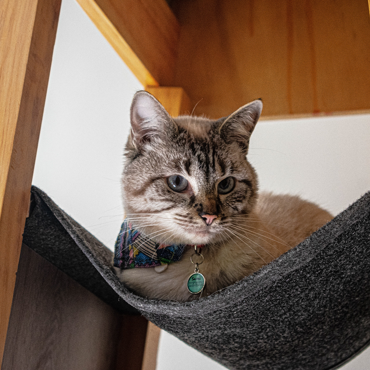 SIO，Cat nest，woodiness，