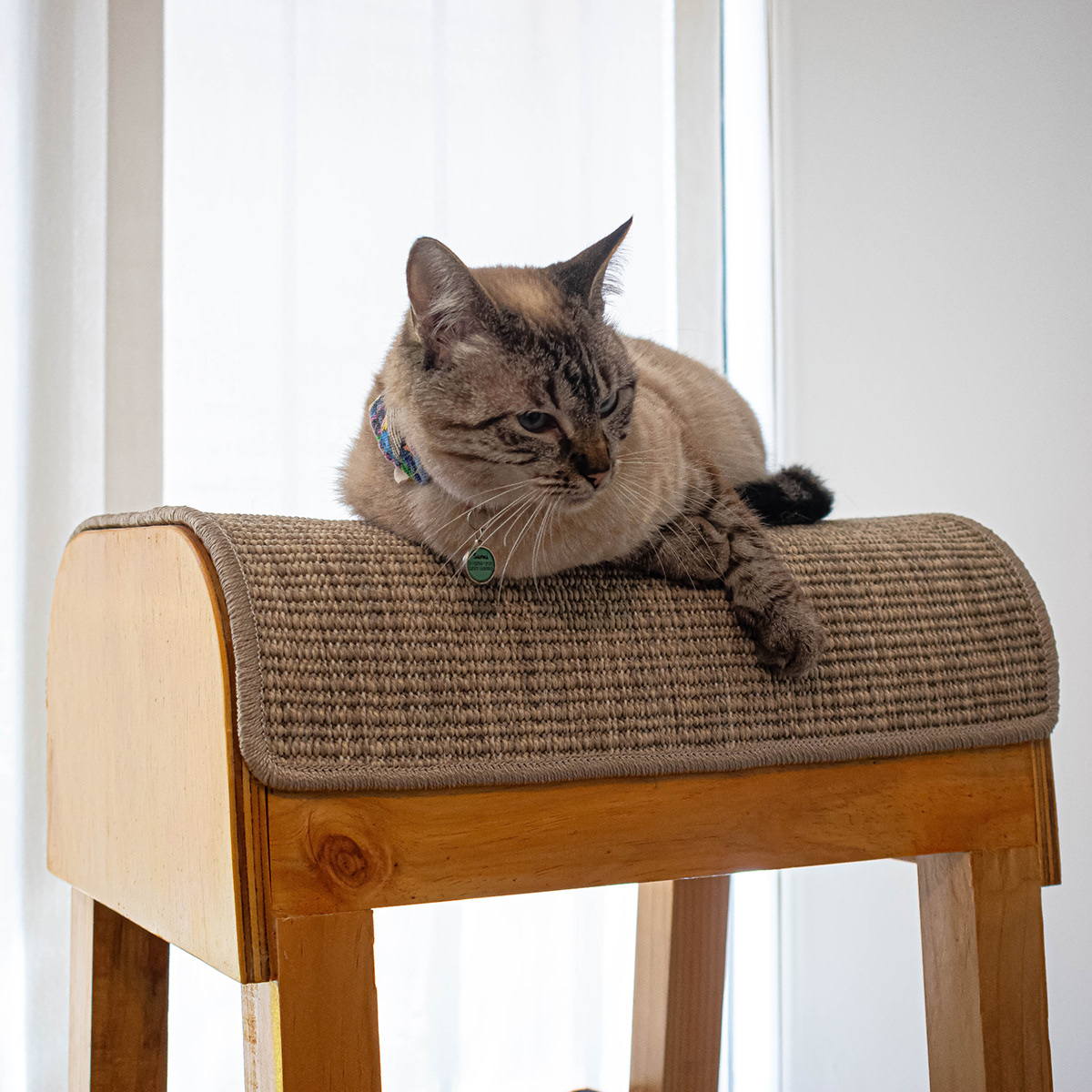 SIO，Cat nest，woodiness，